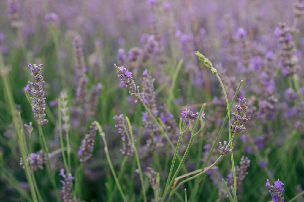 Eenvoudige metafoor.